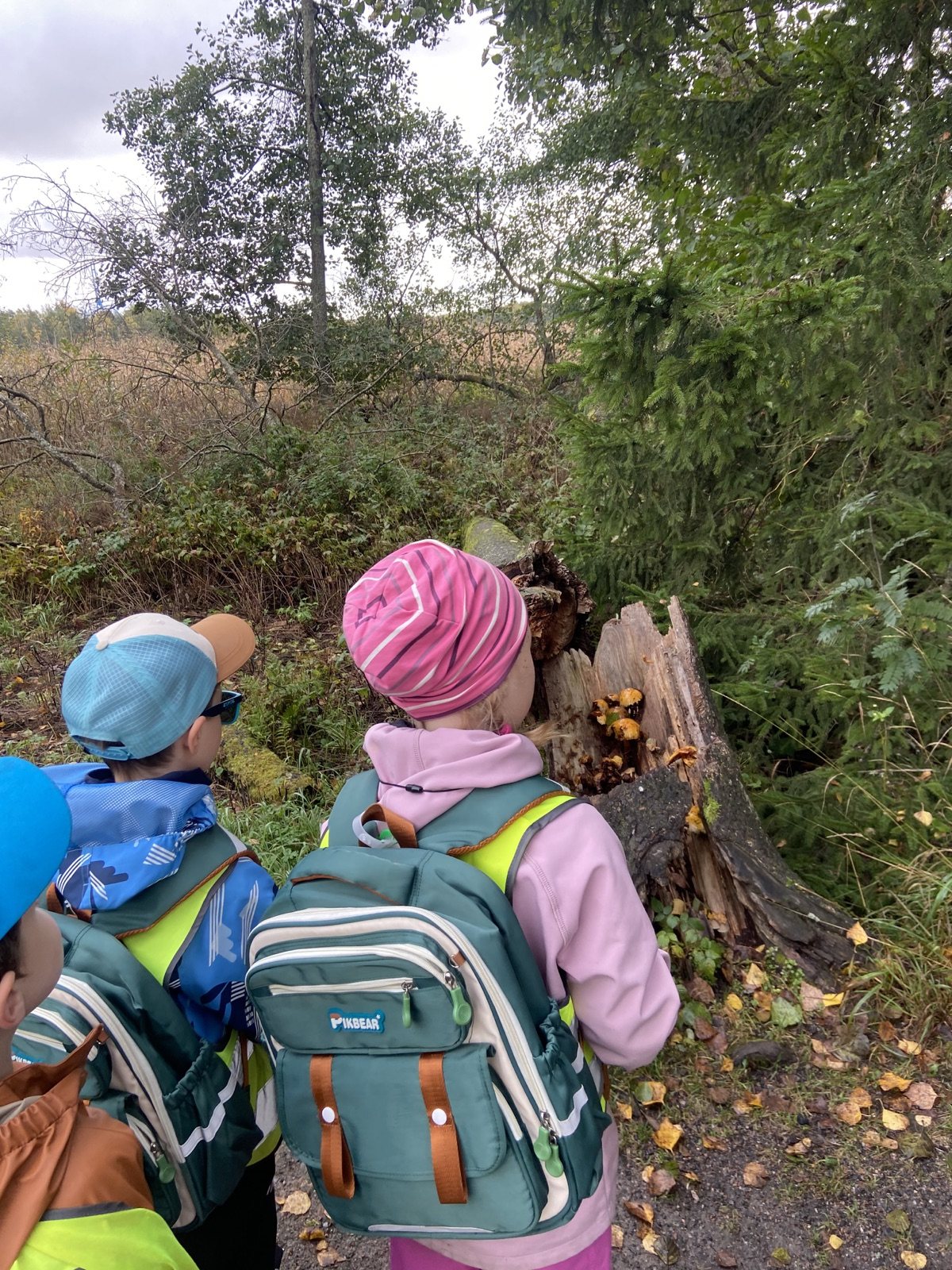 Carousel children looking at fungi on a fallen tree at Seurasaari, seen from behind