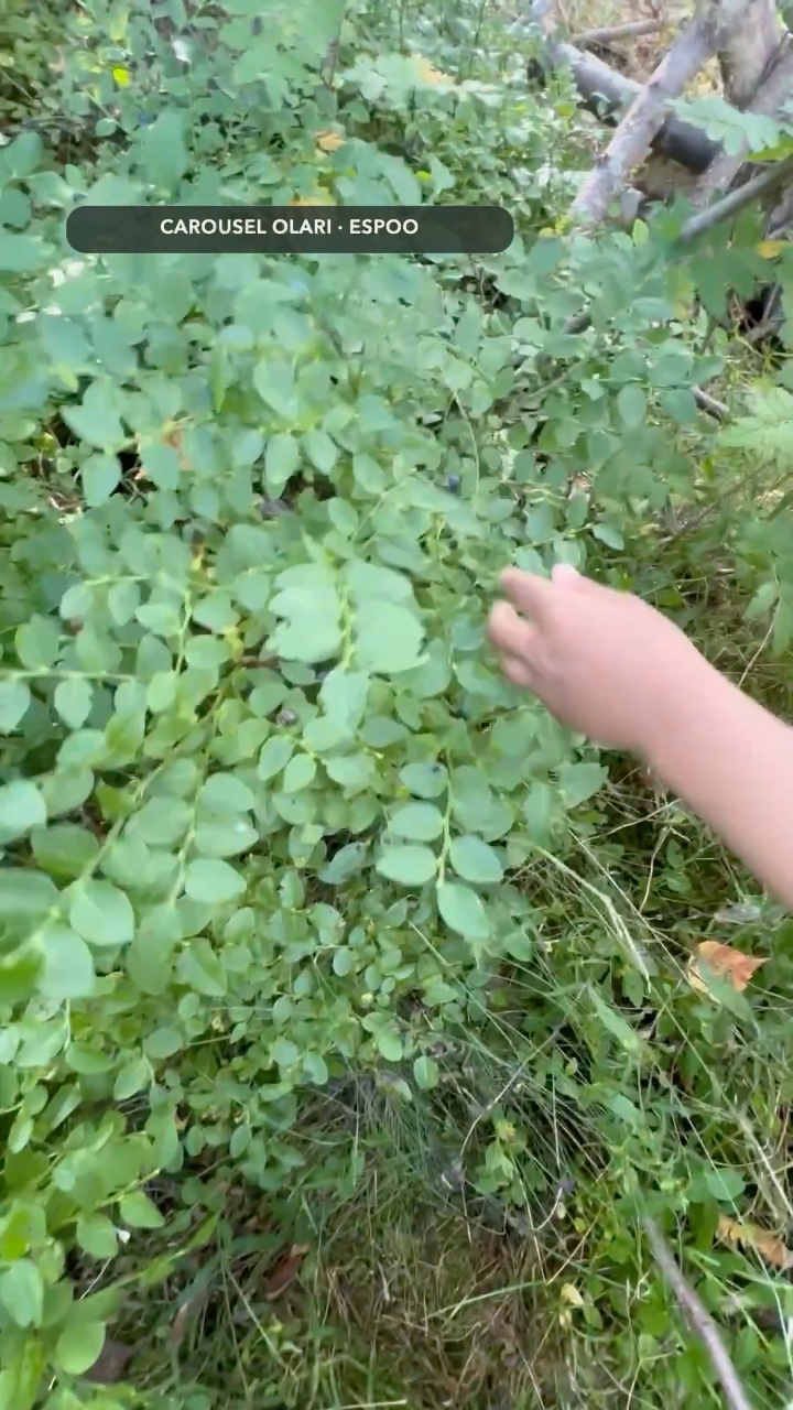 A child's hand gently exploring green leaves during Olari's August forest trip